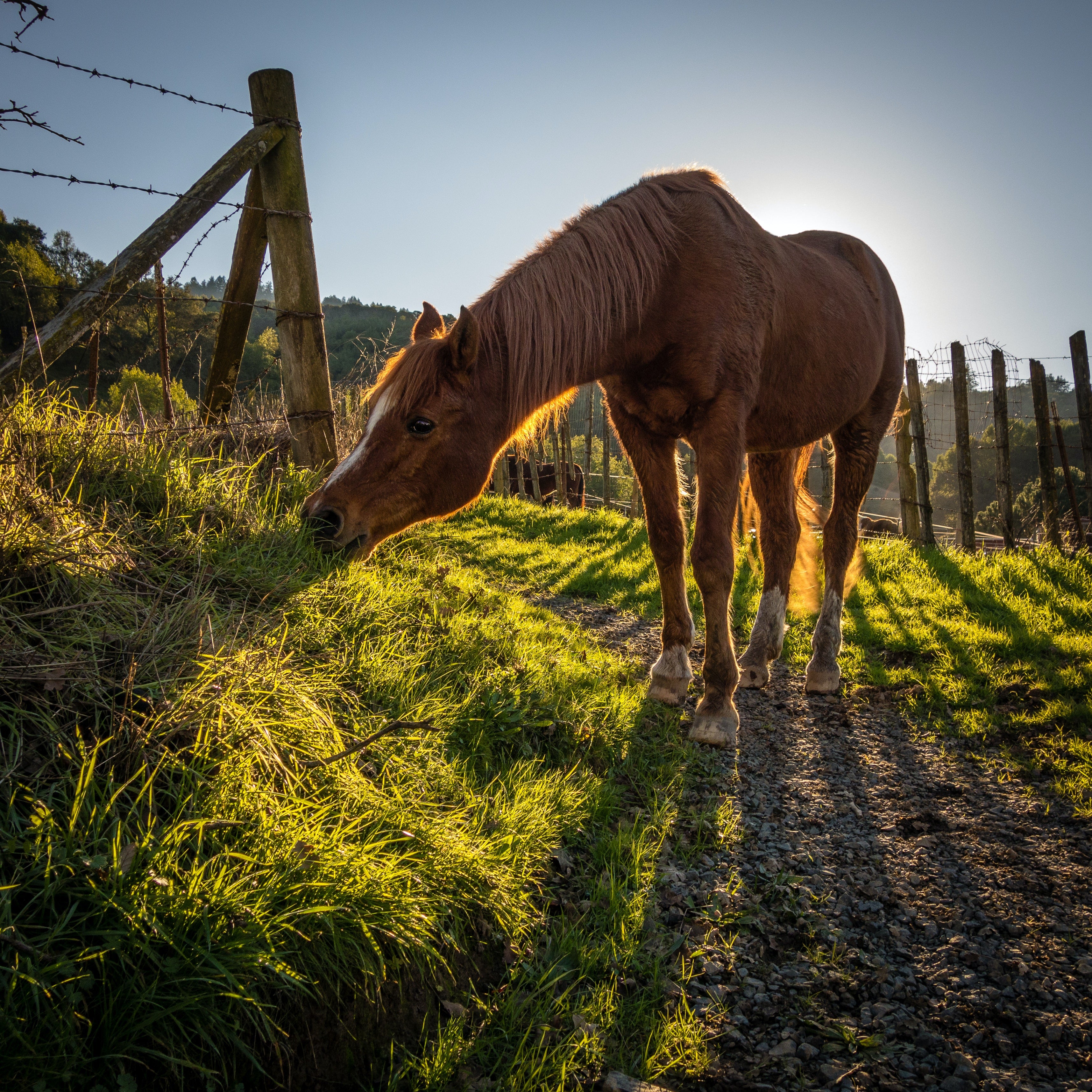 How Do Horse Reins Work