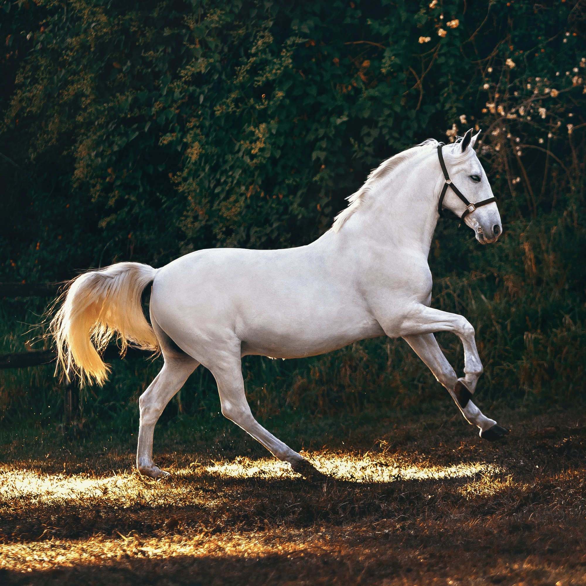 Semi Quarter Horse Bar Saddles