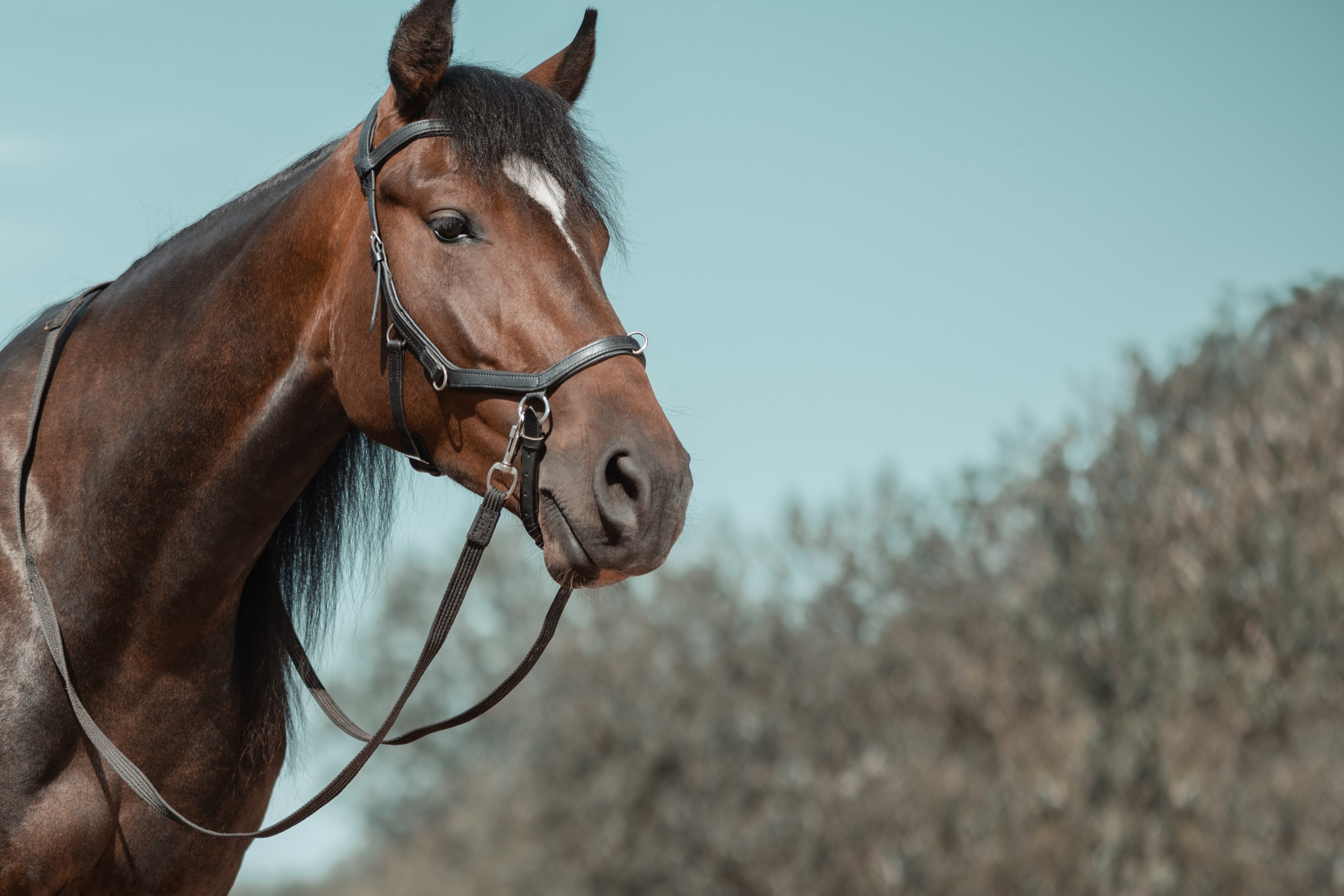 brown-horse-wearing-black-bitless-bridle-and-reins
