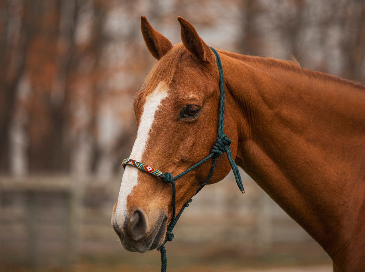 Beaded Rope Halter & Lead