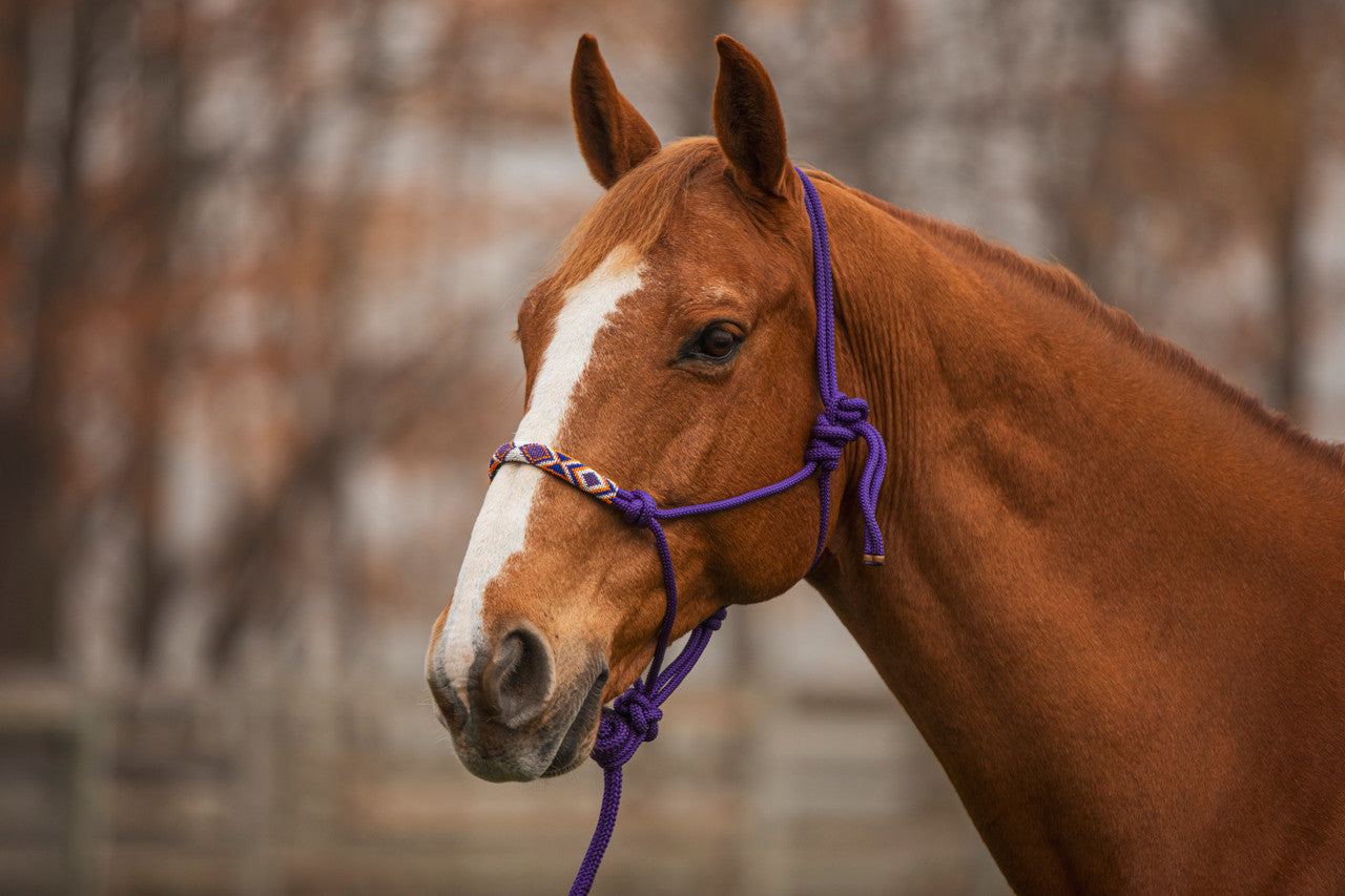 Beaded Rope Halter & Lead