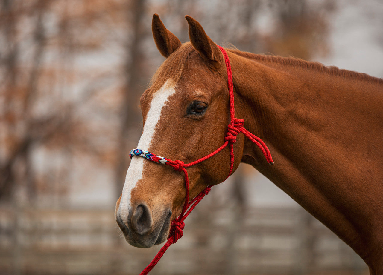 Beaded Rope Halter & Lead
