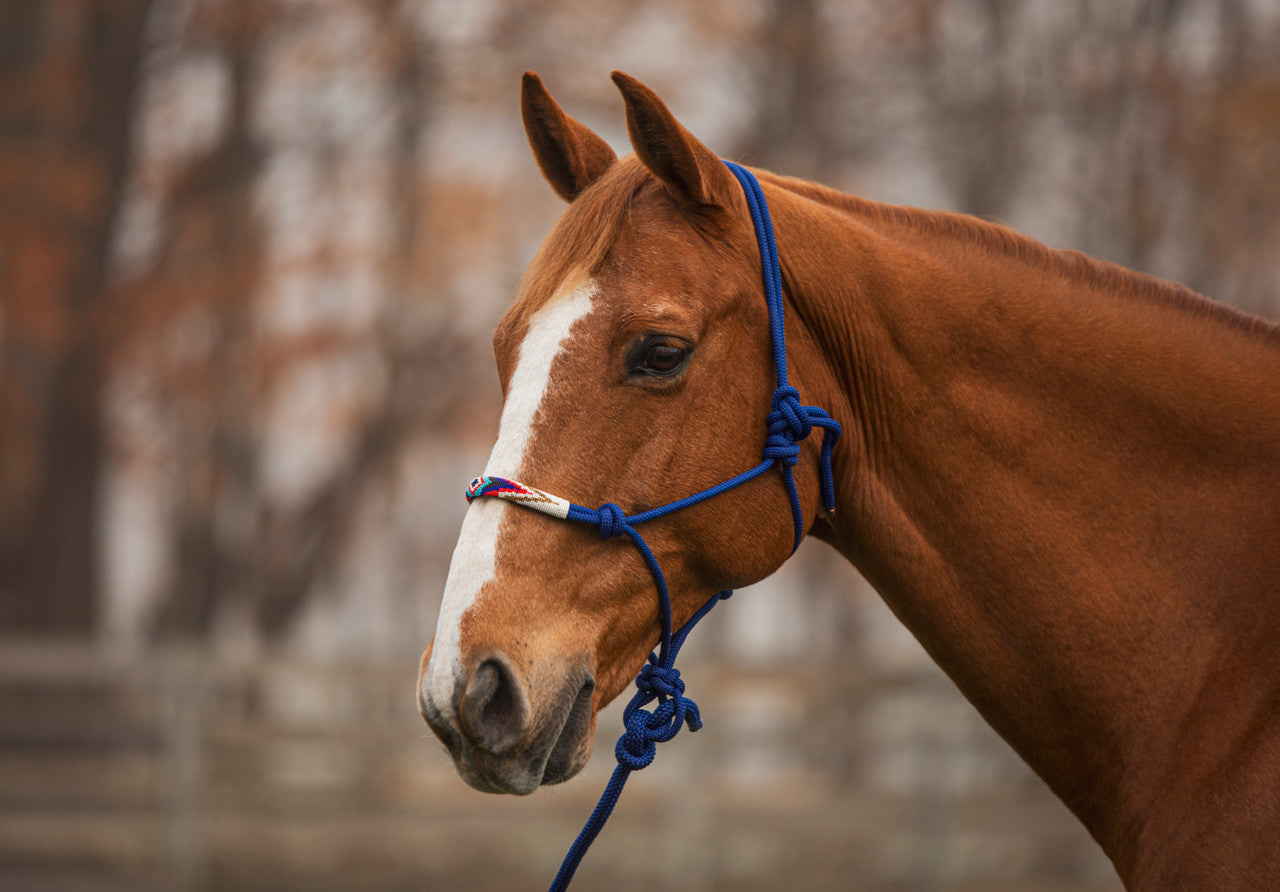 Beaded Rope Halter & Lead