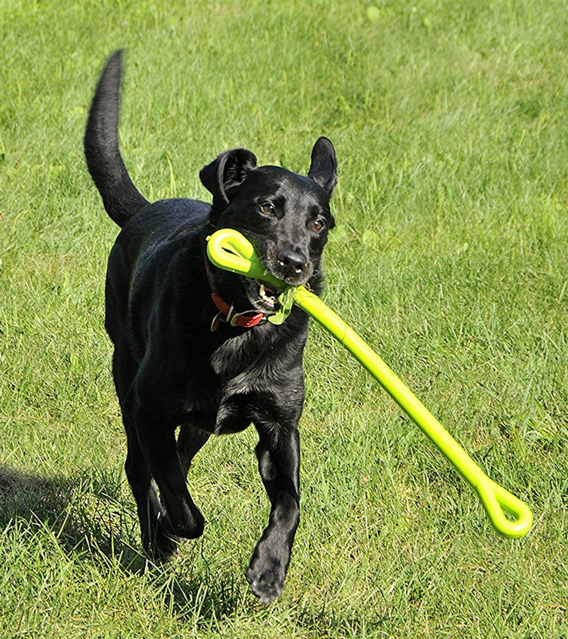 The Perfect Tug Toy