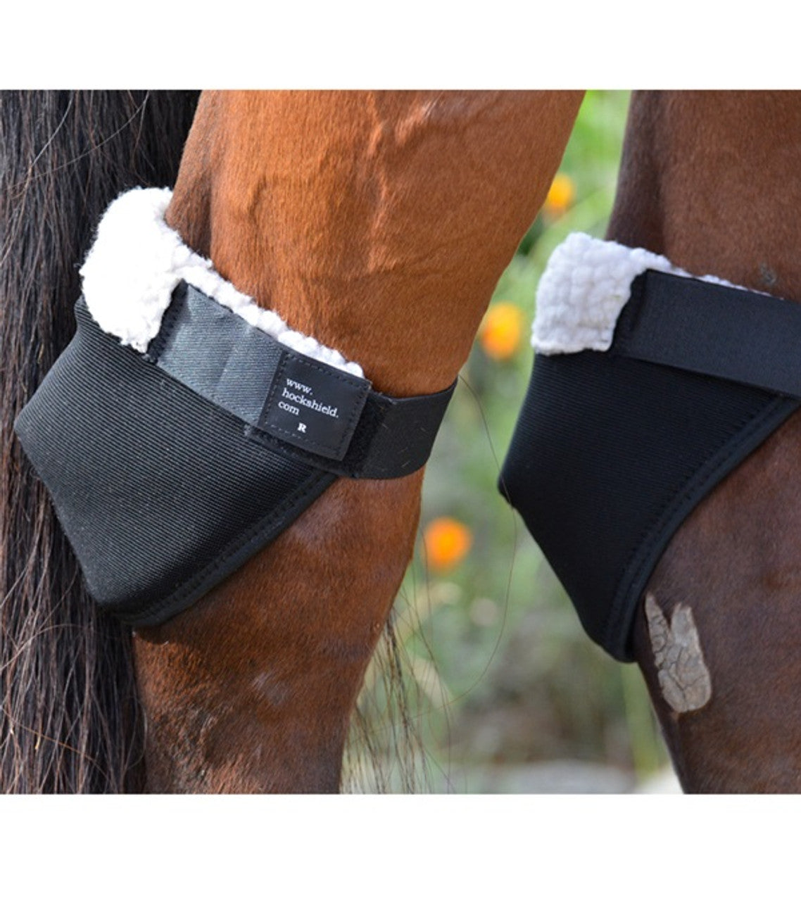 Click Hock Shields-TexanSaddles.com