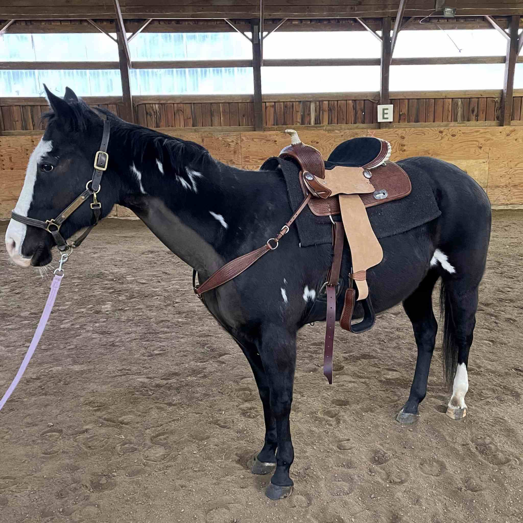 Double T Barrel Saddle W/ Matching Headstall & Breast Collar 7654 Saddle Set Double T