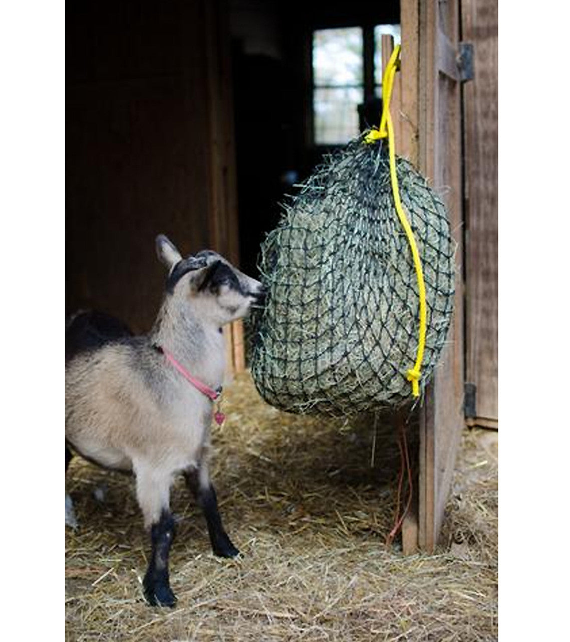 Goat Eating From Texas Haynet Small Hay Net