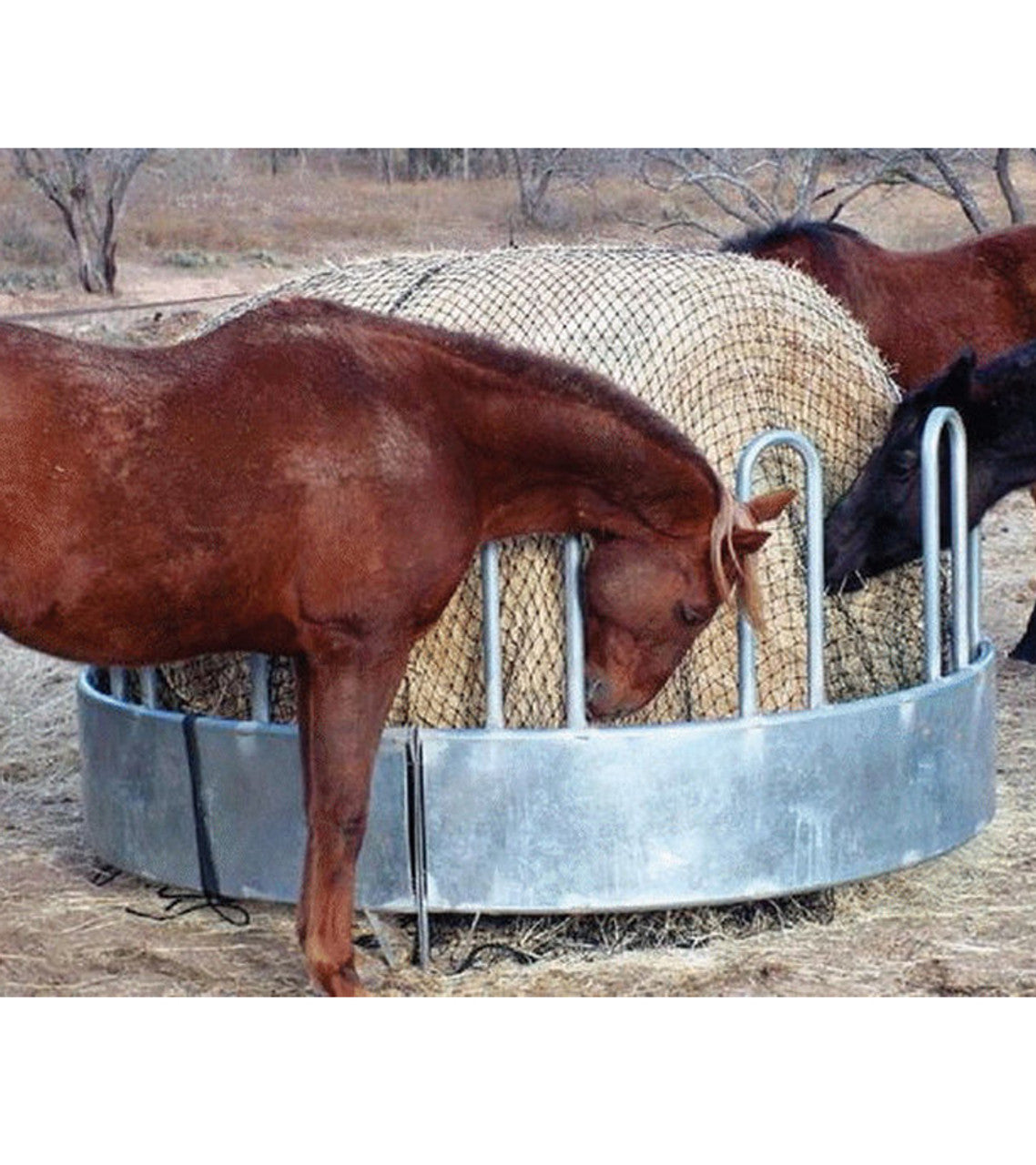 Brown Horses Eating Hay From Large Round Bale Net