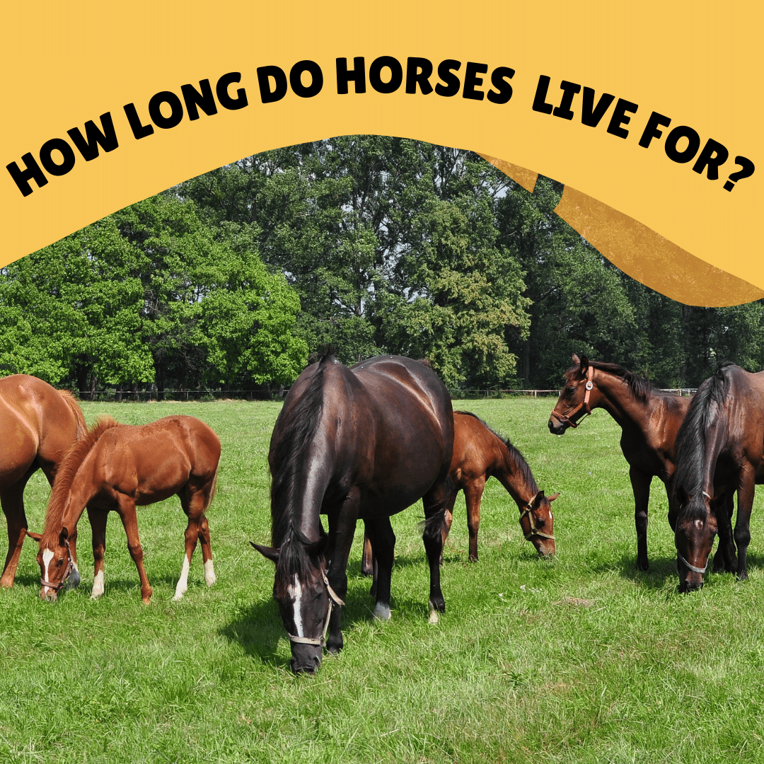 How long do horses live for? blog banner