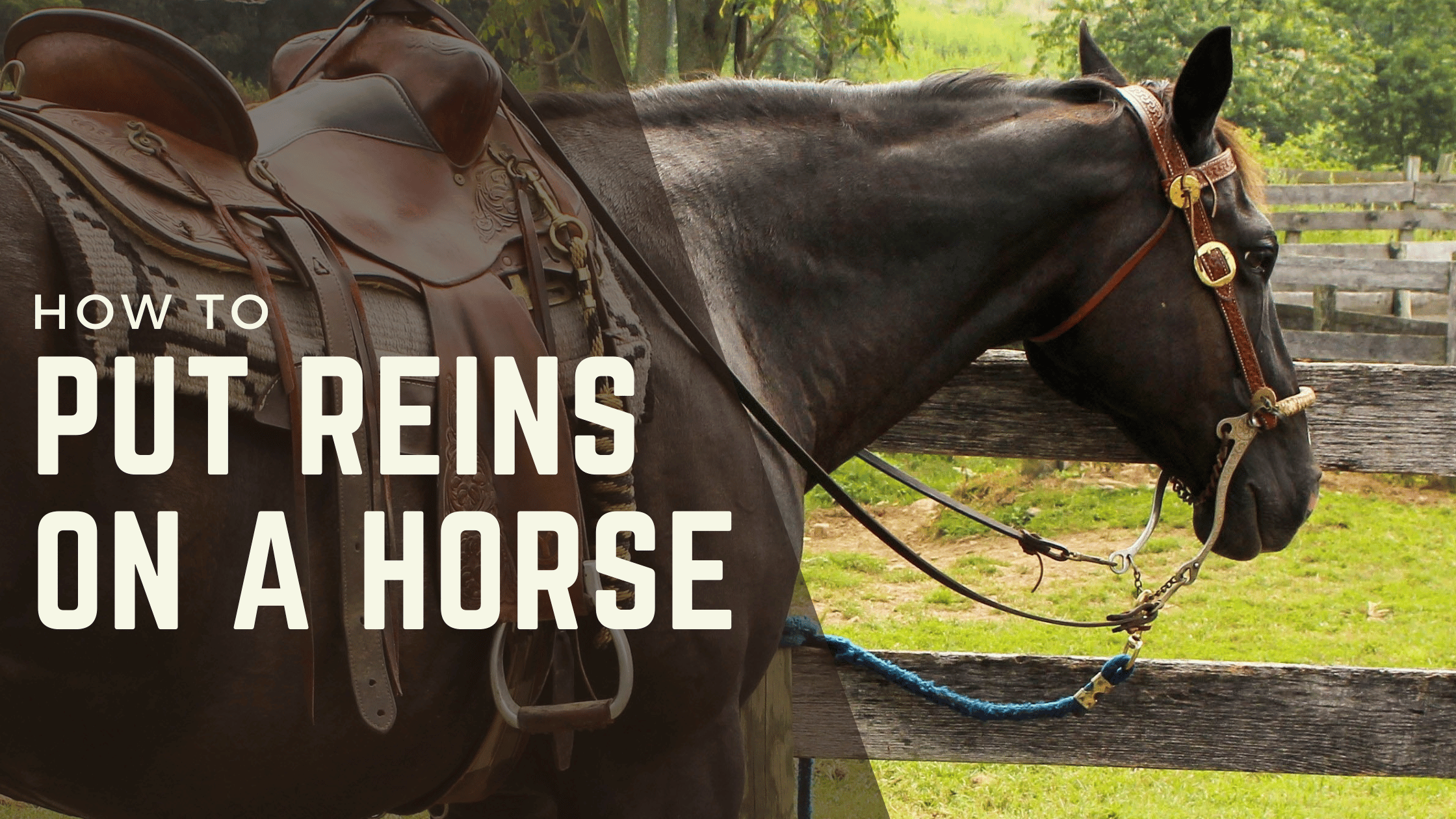 How to Put Reins on a Horse