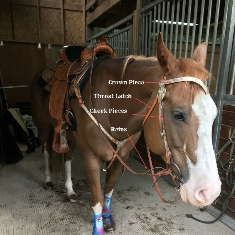 Parts Of The Western Bridle parts-of-the-western-bridle
