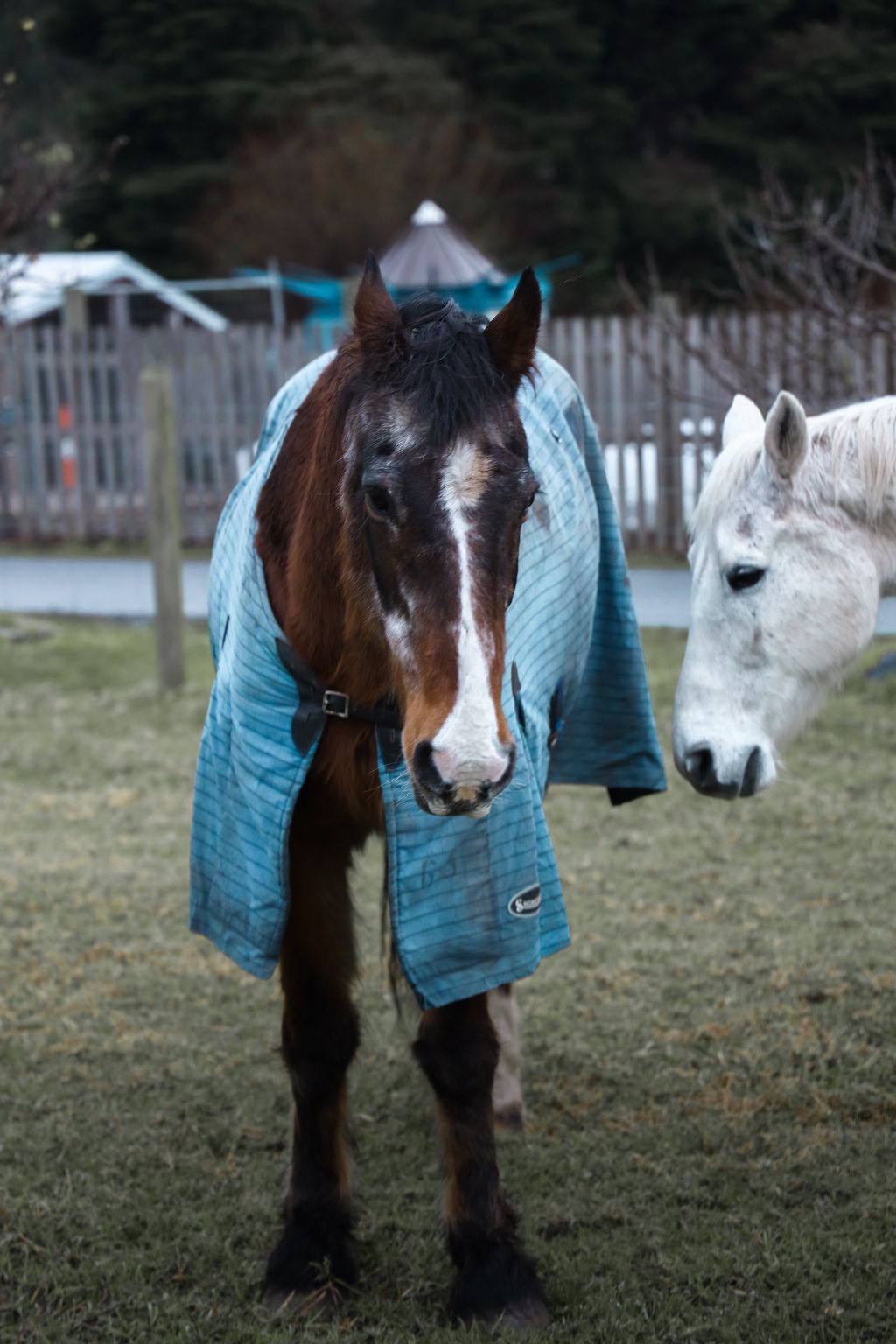 The Reason Behind Horses Wearing Blankets in the Summer - TexanSaddles.com