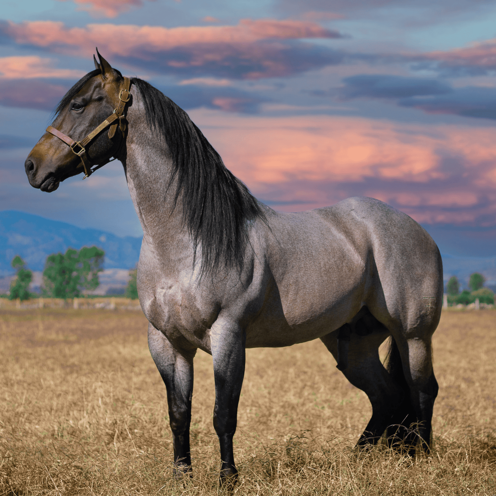 Full Quarter Horse Bar Western Saddles With Free Shipping