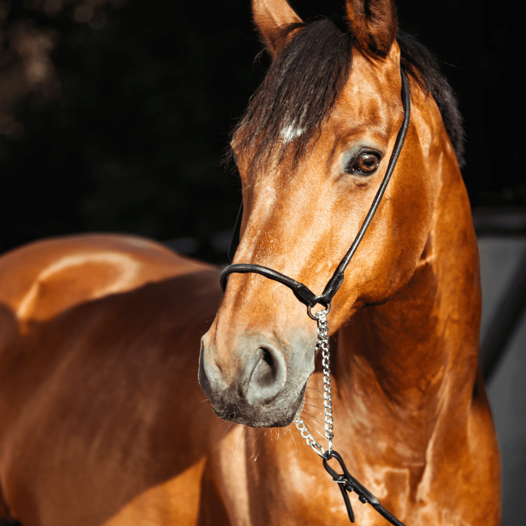 Bridle Breast Collar Headstall Tack Set Horse Cowhide Inlay 