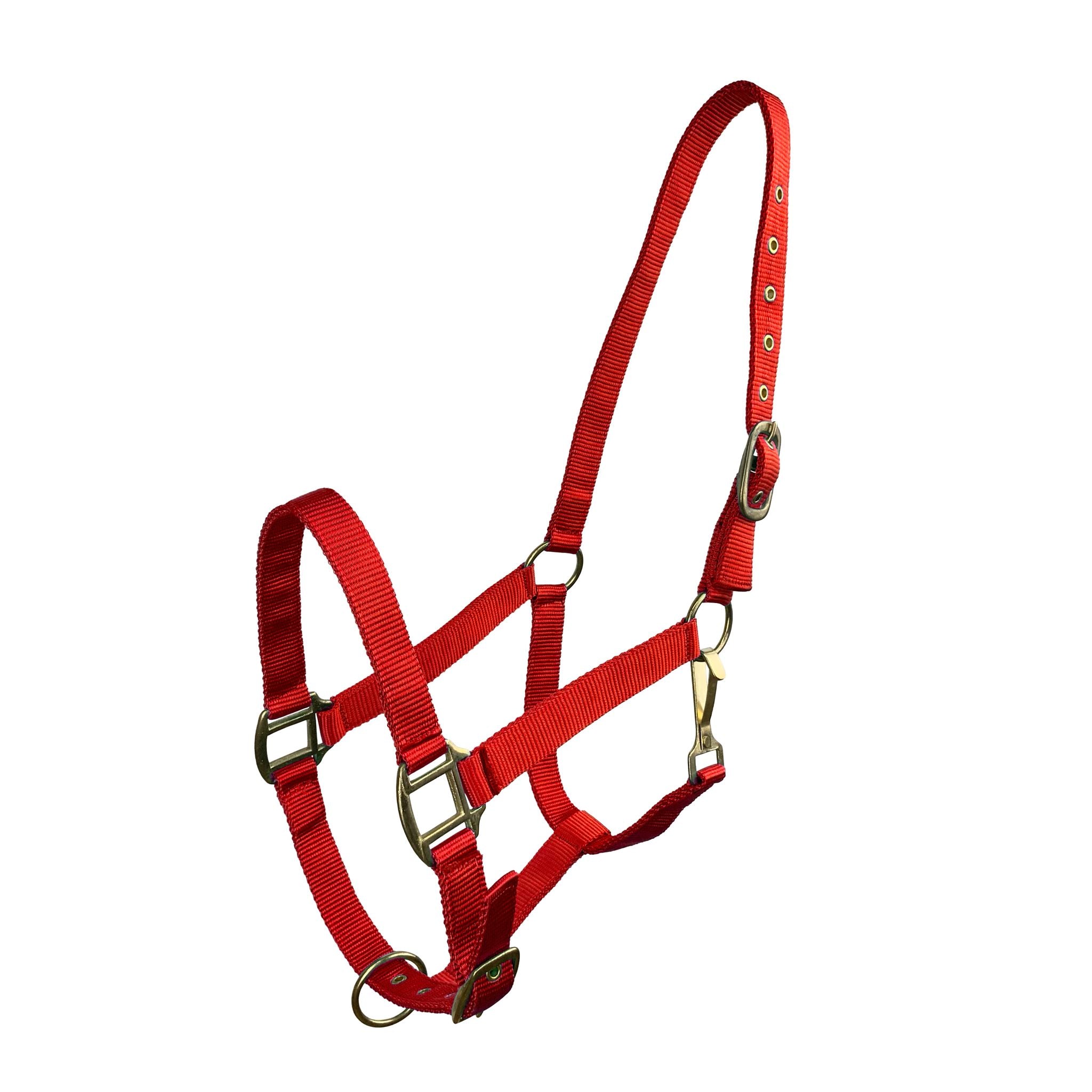 Model horse wearing the halter, demonstrating average horse size fit.