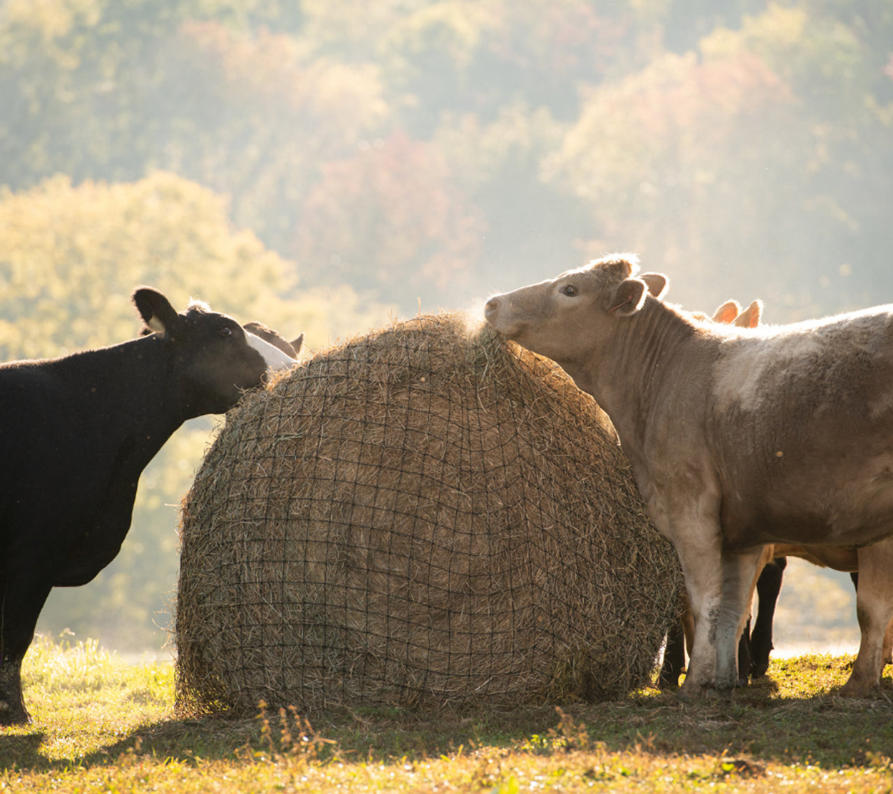 Cows Eating Hay From Texas Haynet Livestock Round Bale Hay Net