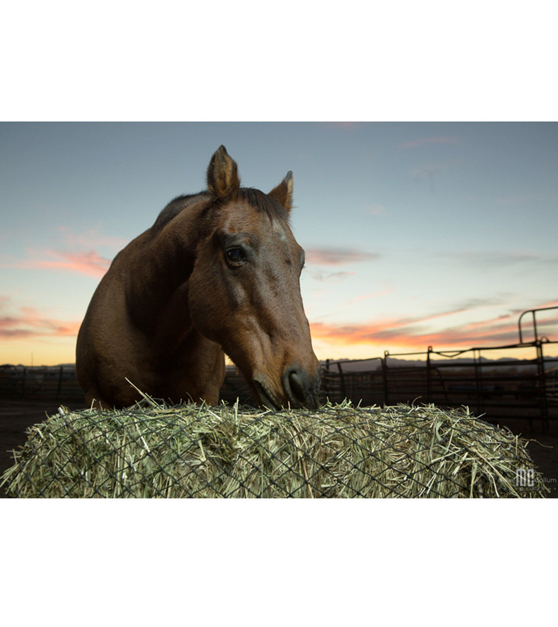 Horse Eating Hay From Texas Haynet 3 String Square Bale Hay Net